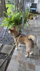 Found/Stray Unknown Dog last seen Holiday Park, Fort Lauderdale, FL 33301