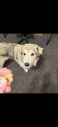 Lost Female Dog last seen Mc Donald’s on springs road , Hickory, NC 28601