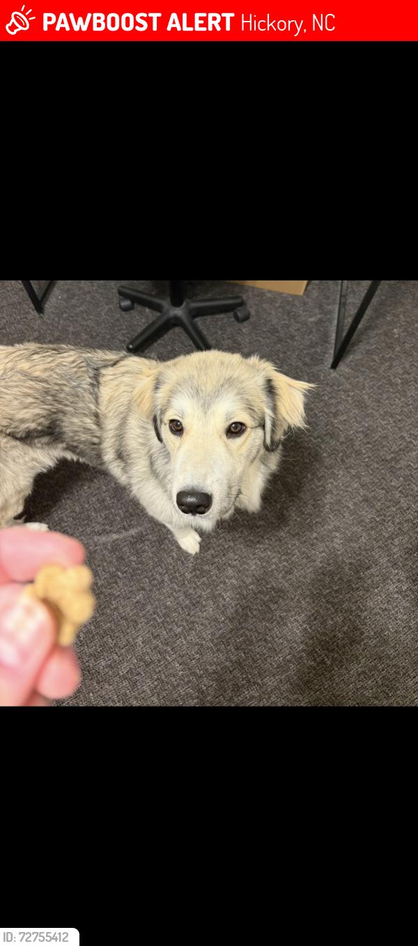 Lost Female Dog last seen Mc Donald’s on springs road , Hickory, NC 28601