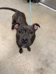 Shelter Stray Male Dog last seen Near Broadview, 2nd District, , 9203 Detroit Ave, Cleveland, OH 44102, USA