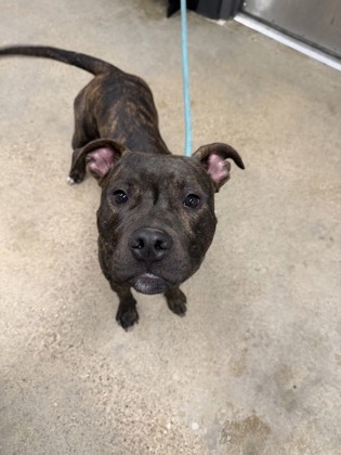 Shelter Stray Male Dog last seen Near Broadview, 2nd District, , 9203 Detroit Ave, Cleveland, OH 44102, USA