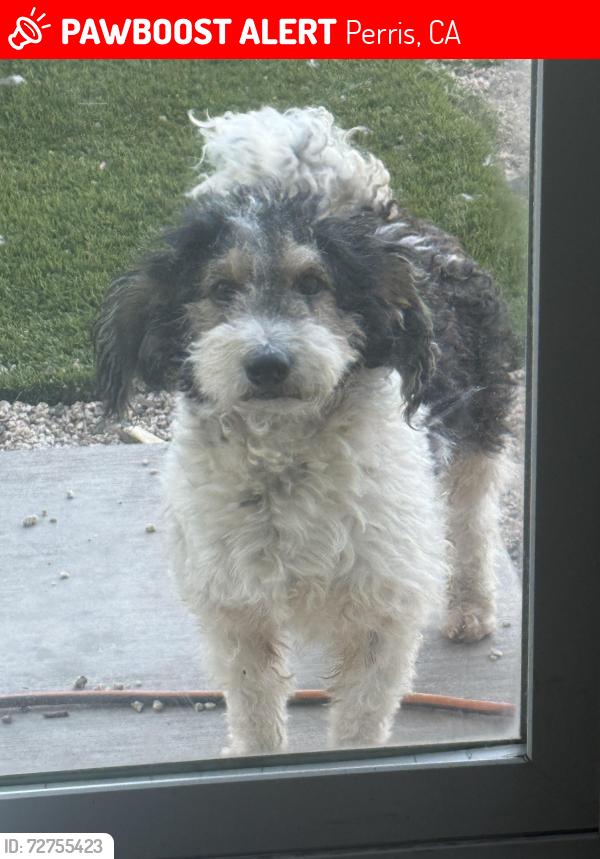 Lost Male Dog last seen Monolith trl, Perris, CA 92570