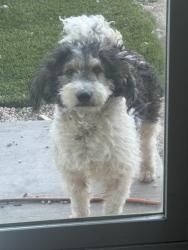 Lost Male Dog last seen Monolith trl, Perris, CA 92570
