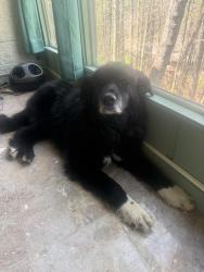 Found/Stray Male Dog last seen Hidden Hills, Gatlinburg , Gatlinburg, TN 37738