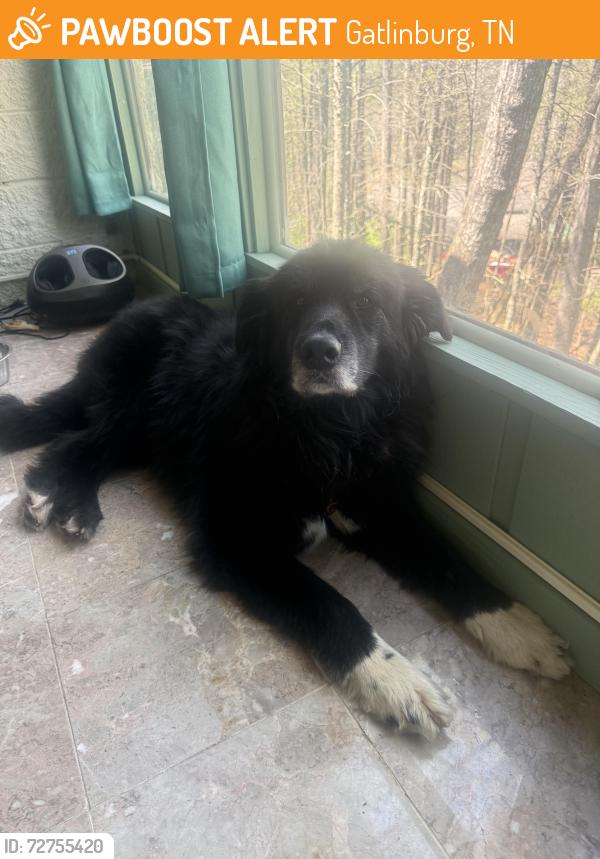 Found/Stray Male Dog last seen Hidden Hills, Gatlinburg , Gatlinburg, TN 37738