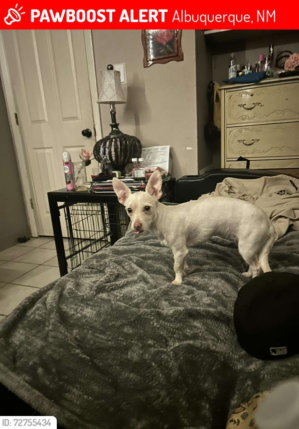 Lost Female Dog last seen Near Coors Blvd SW, Albuquerque, NM 87121