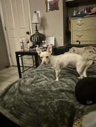 Lost Female Dog last seen Near Coors Blvd SW, Albuquerque, NM 87121