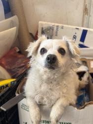 Lost Female Dog last seen San Leandro , San Leandro, CA 94577
