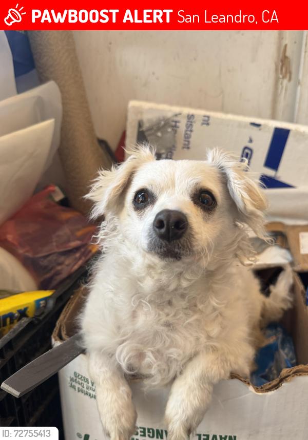 Lost Female Dog last seen San Leandro , San Leandro, CA 94577