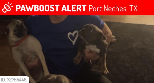 Lost Male Dog last seen Meadow green & Greenwillow , Port Neches, TX 77651