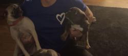 Lost Male Dog last seen Meadow green & Greenwillow , Port Neches, TX 77651
