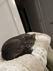 Lost Male Cat last seen Goodwin Drive and Lakeview Drive, Barrie, ON L4N