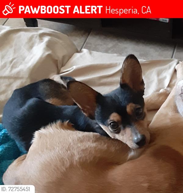 Lost Male Dog last seen Buckthorn and I Avenue, Hesperia, CA 92345