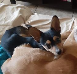 Lost Male Dog last seen Buckthorn and I Avenue, Hesperia, CA 92345
