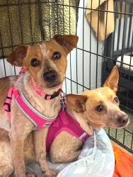 Found/Stray Female Dog last seen Unknown, Redland, FL 33031