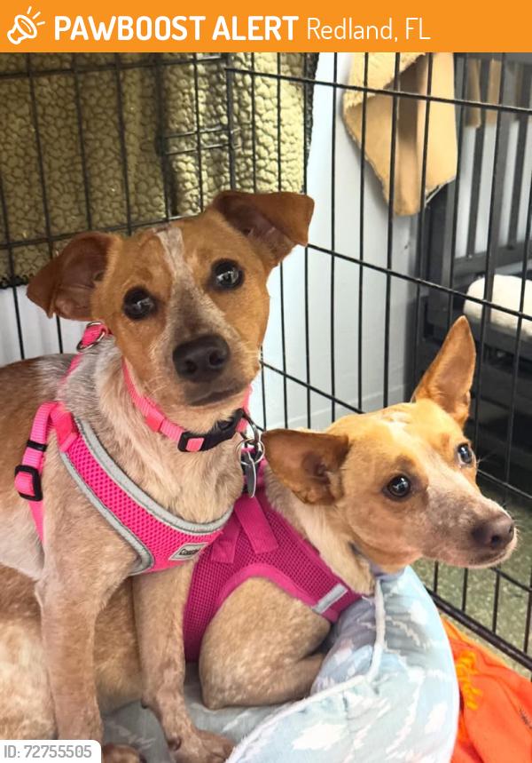 Found/Stray Female Dog last seen Unknown, Redland, FL 33031