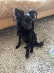 Found/Stray Male Dog last seen Broadway bridge & Pasadena Ave , Los Angeles, CA 90031