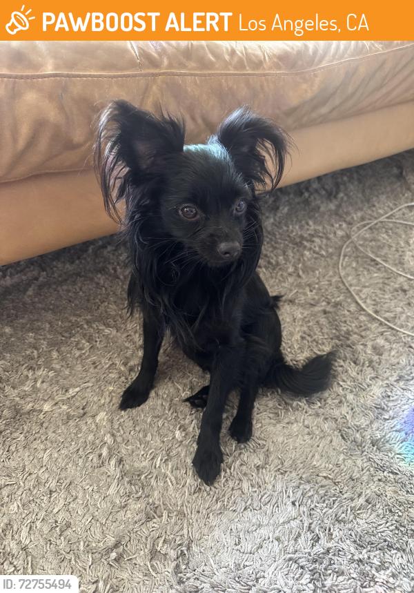 Found/Stray Male Dog last seen Broadway bridge & Pasadena Ave , Los Angeles, CA 90031