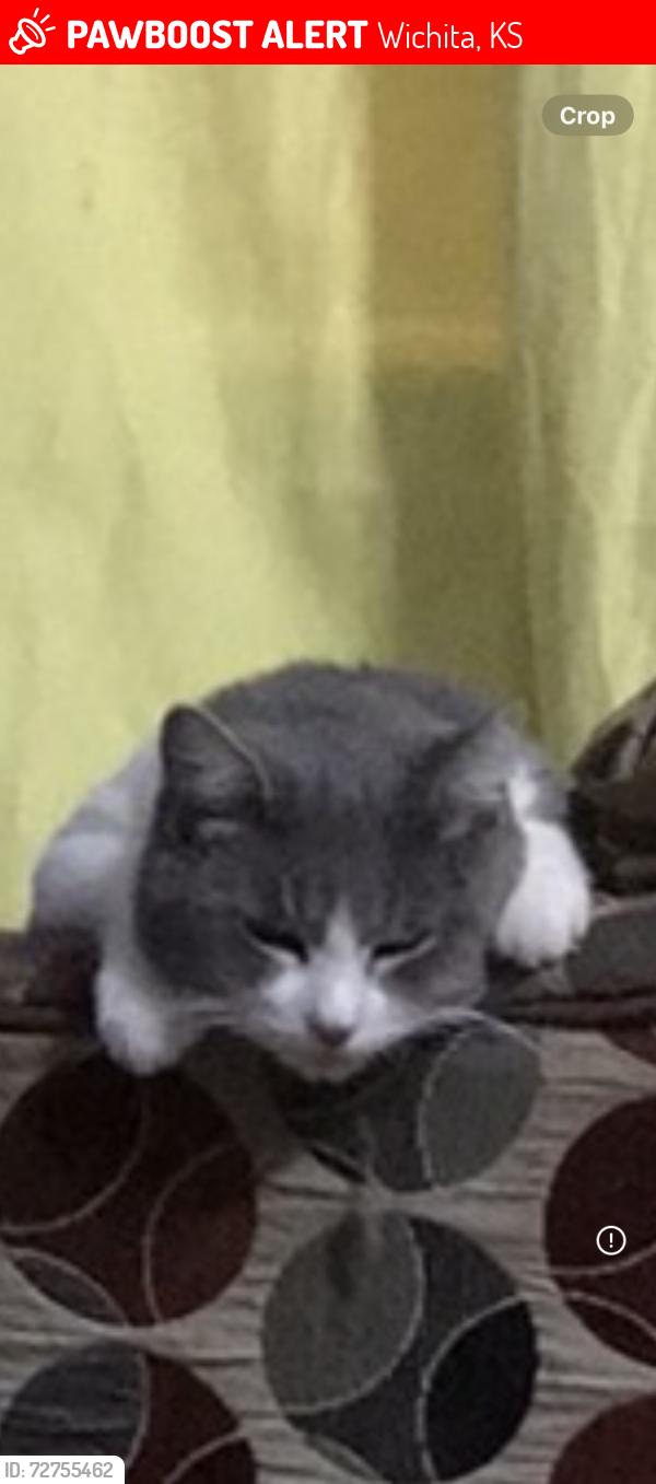 Lost Male Cat last seen I-235 and west street , Wichita, KS 67209