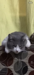 Lost Male Cat last seen I-235 and west street , Wichita, KS 67209