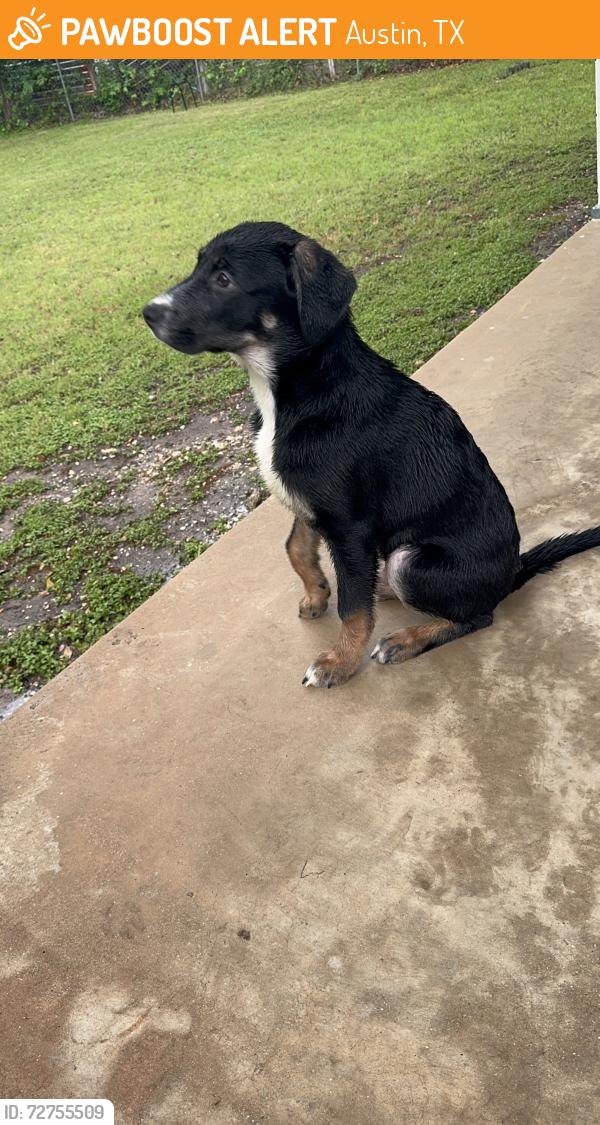 Found/Stray Male Dog last seen WILKE , Austin, TX 78752