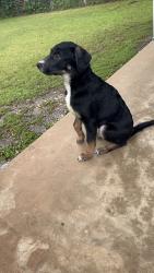 Found/Stray Male Dog last seen WILKE , Austin, TX 78752