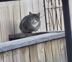 Found/Stray Female Cat last seen Central Park road, Schenectady, NY 12304