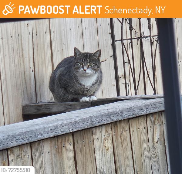 Found/Stray Female Cat last seen Central Park road, Schenectady, NY 12304
