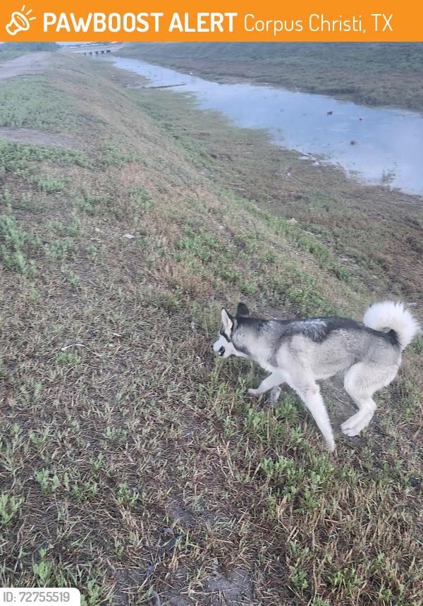 Found/Stray Unknown Dog last seen Bear creek trail, Corpus Christi, TX 78414