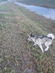 Found/Stray Unknown Dog last seen Bear creek trail, Corpus Christi, TX 78414