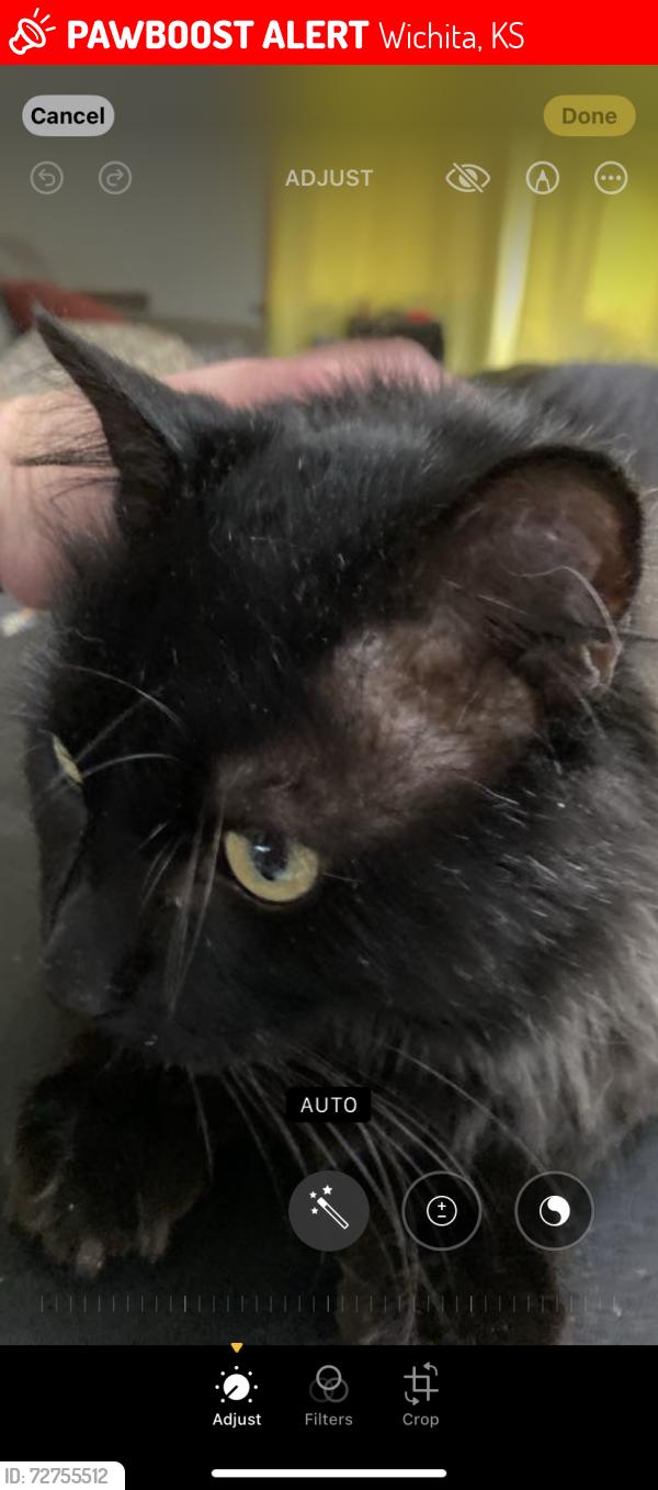 Lost Male Cat last seen I 235 and west street , Wichita, KS 67209