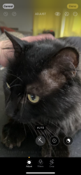 Lost Male Cat last seen I 235 and west street , Wichita, KS 67209