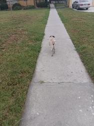 Found/Stray Male Dog last seen Atlantic agnes lynwood, Lynwood, CA 90262