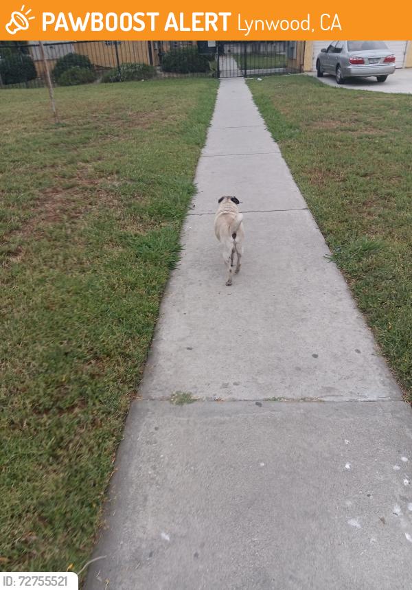 Found/Stray Male Dog last seen Atlantic agnes lynwood, Lynwood, CA 90262