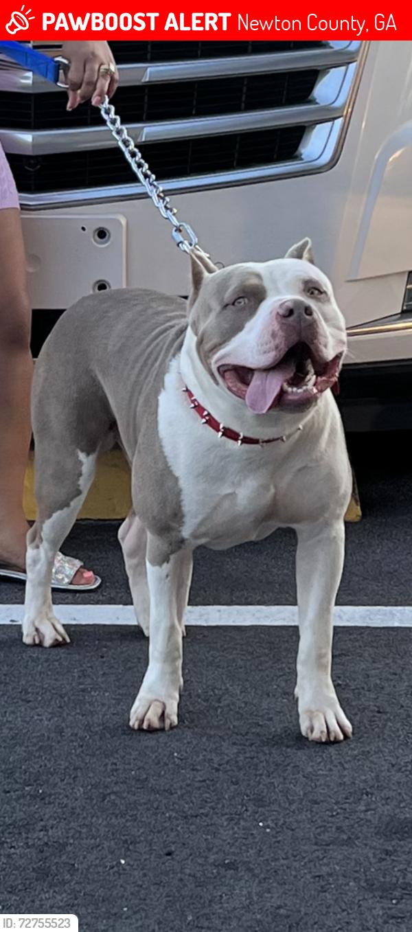 Lost Male Dog last seen Bald rock and cook rd , Newton County, GA 30054