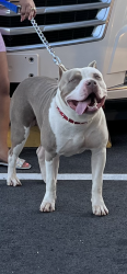 Lost Male Dog last seen Bald rock and cook rd , Newton County, GA 30054