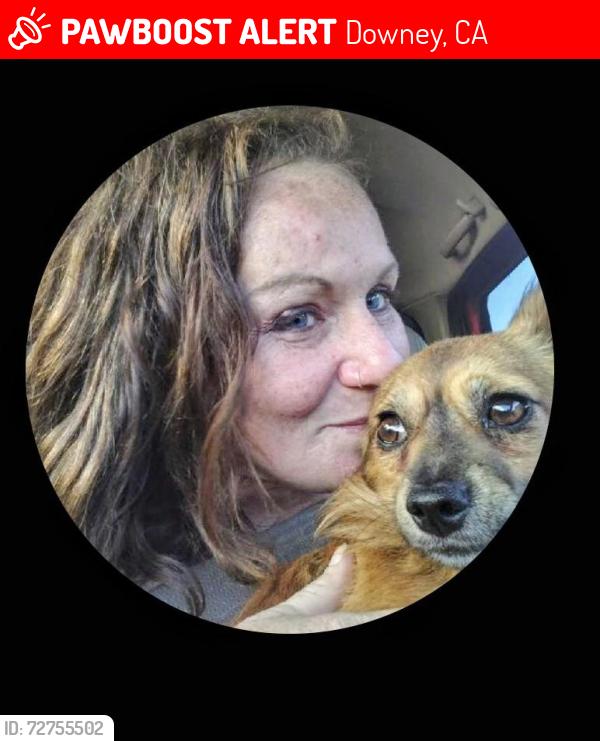 Lost Male Dog last seen Shellyfield Rd and Gallatin , Downey, CA 90240