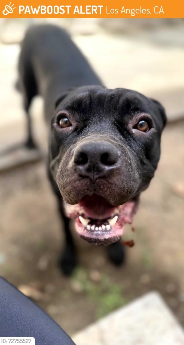 Found/Stray Male Dog last seen Montana Ave in Brentwood, Los Angeles, CA 90025