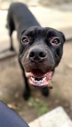 Found/Stray Male Dog last seen Montana Ave in Brentwood, Los Angeles, CA 90025