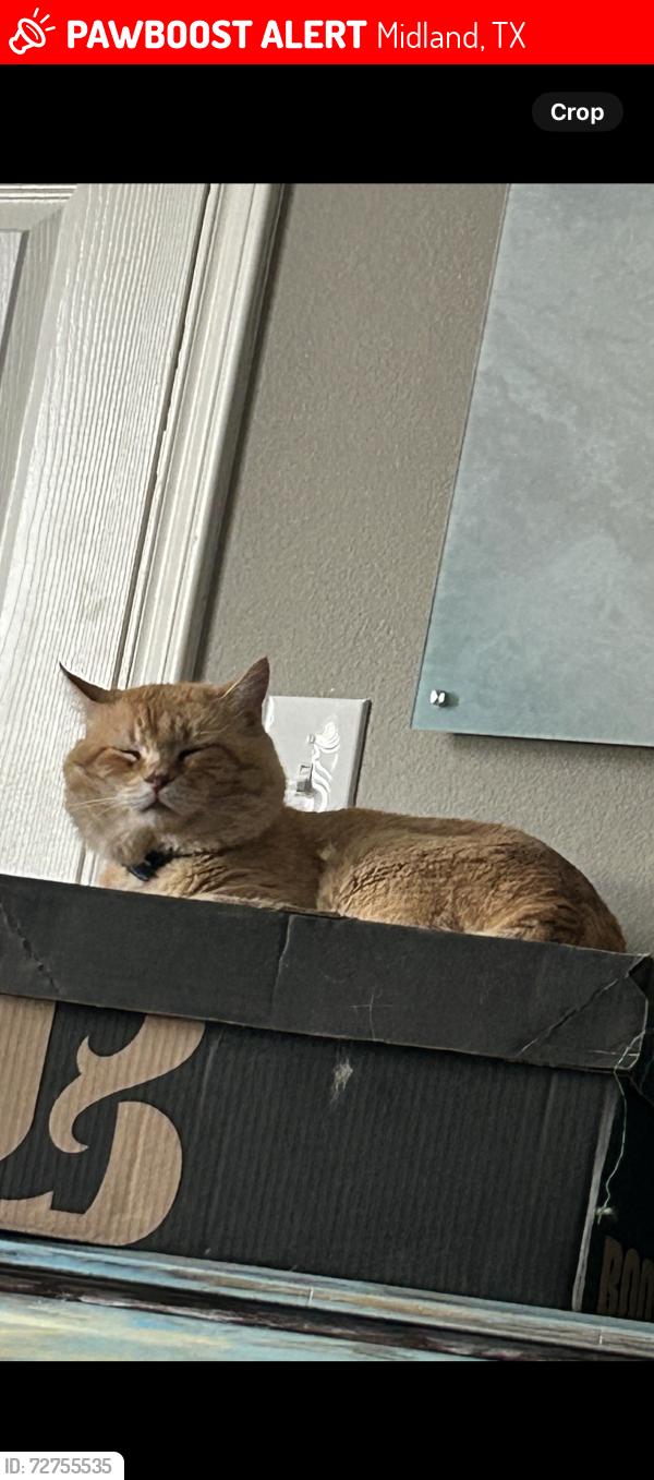 Lost Male Cat last seen One block east of Greenwood high school, Midland, TX 79706