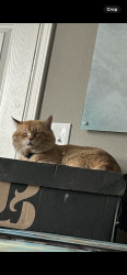 Lost Male Cat last seen One block east of Greenwood high school, Midland, TX 79706