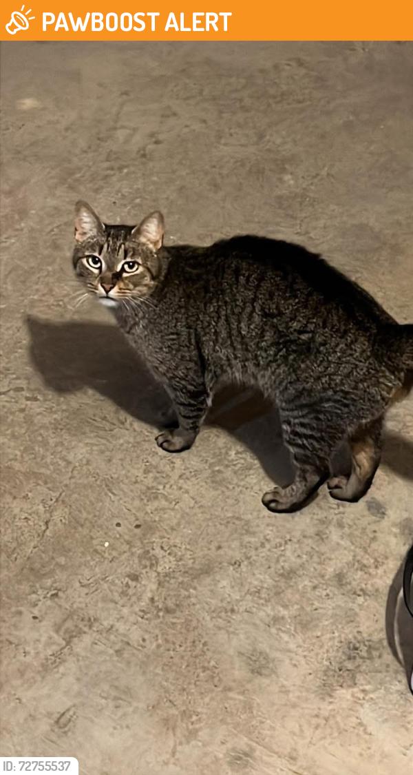 Found/Stray Unknown Cat last seen Behind s in hole , Chattooga County, GA 30753