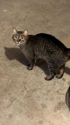 Found/Stray Unknown Cat last seen Behind s in hole , Chattooga County, GA 30753