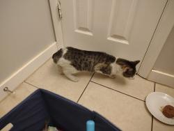 Found/Stray Unknown Cat last seen Poplar Grove Park, Salt Lake City, UT 84104