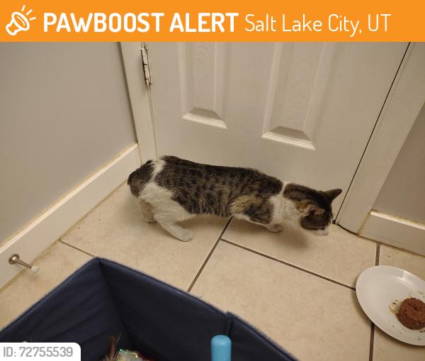 Found/Stray Unknown Cat last seen Poplar Grove Park, Salt Lake City, UT 84104