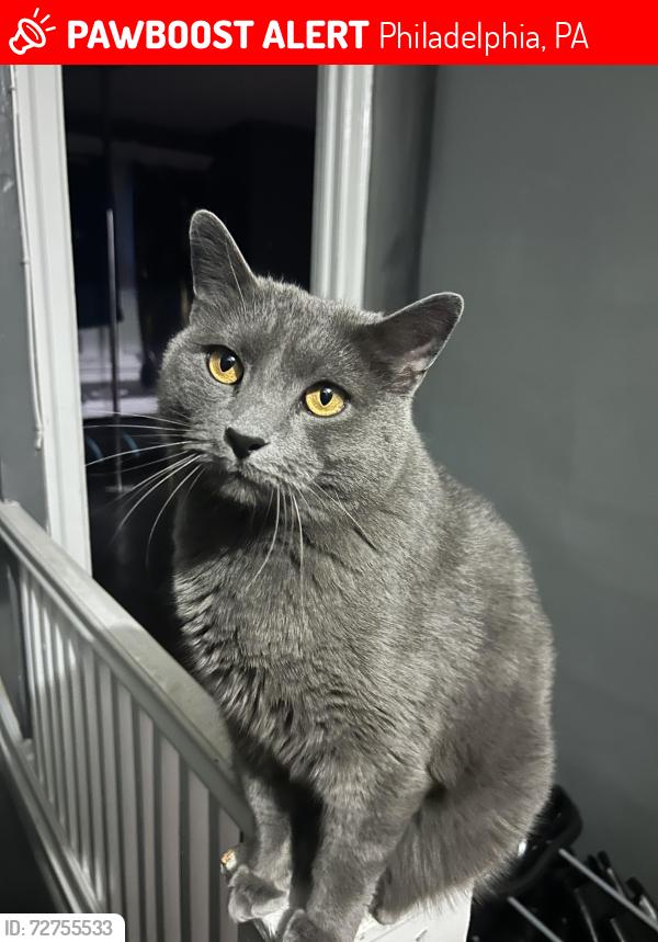 Lost Male Cat last seen 5th & Fisher (Roof), Philadelphia, PA 19120