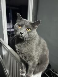Lost Male Cat last seen 5th & Fisher (Roof), Philadelphia, PA 19120