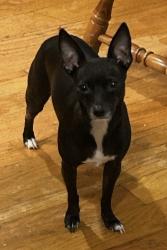 Lost Female Dog last seen 44th & Karlov, Chicago, IL 60632