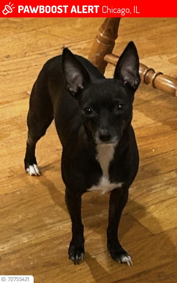 Lost Female Dog last seen 44th & Karlov, Chicago, IL 60632