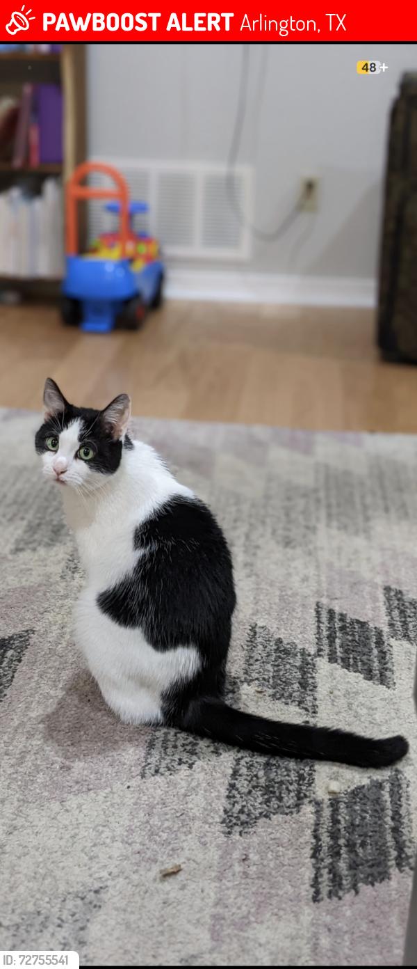 Lost Male Cat last seen Ravinia Dr and Chestnut Dr, Arlington, TX 76012